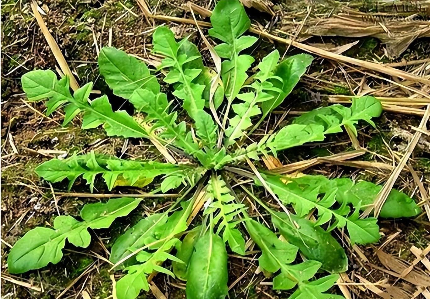 春天就好吃野菜?孕妇真的别乱吃……