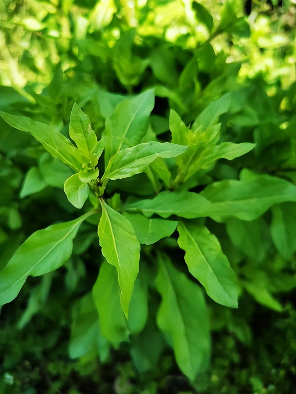 春天就好吃野菜?孕妇真的别乱吃……