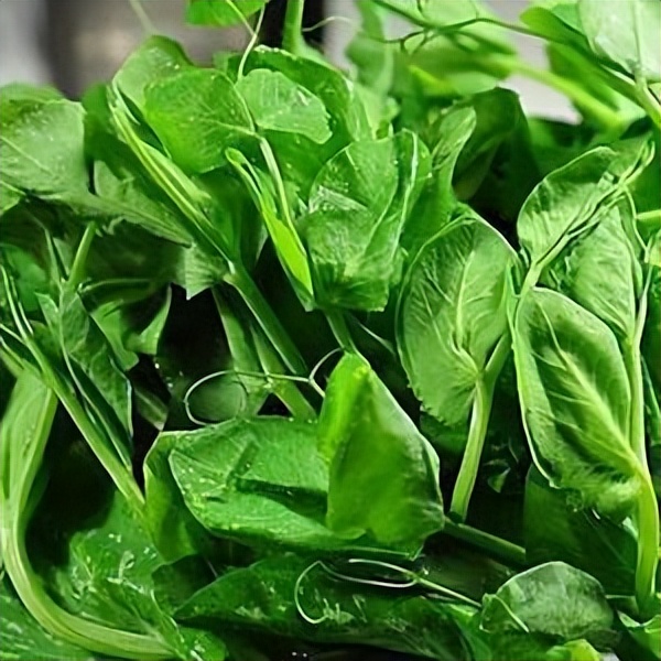 春天就好吃野菜?孕妇真的别乱吃……