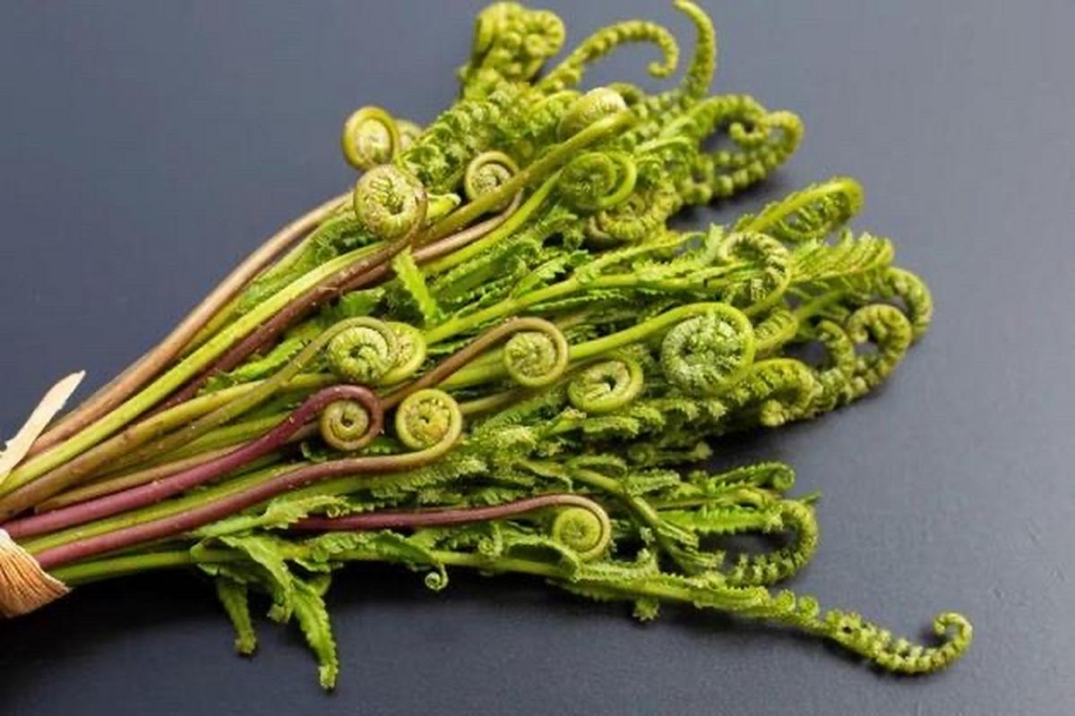 春天就好吃野菜?孕妇真的别乱吃……