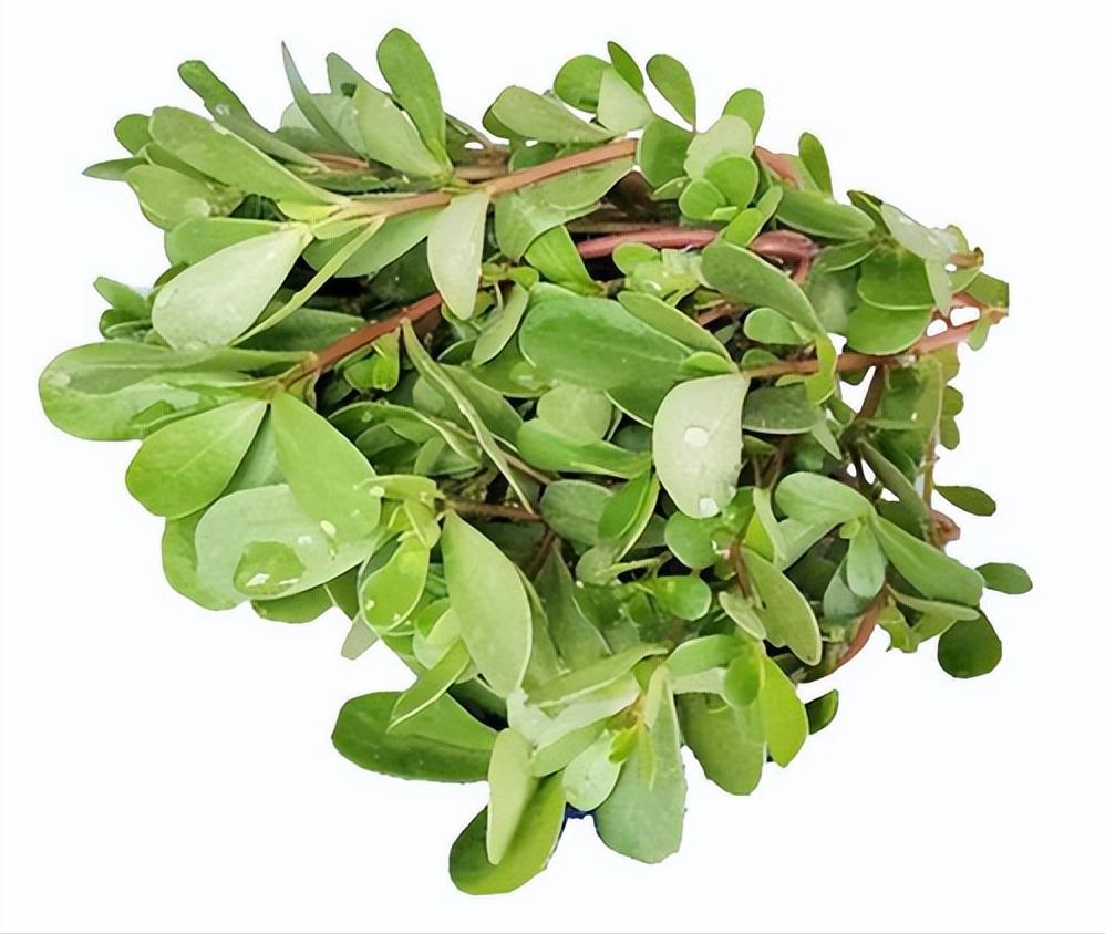 春天就好吃野菜?孕妇真的别乱吃……