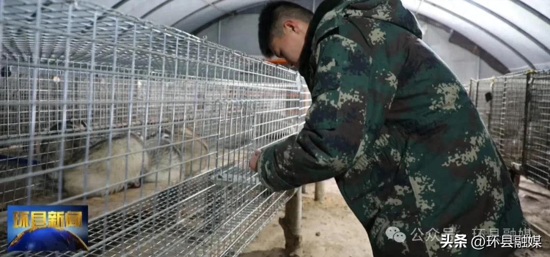 环县00后小伙退役返乡养殖狗獾