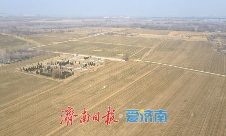 大地回春,黄河岸边生机勃发