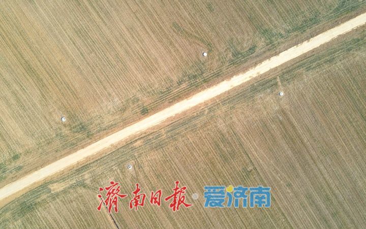 大地回春,黄河岸边生机勃发