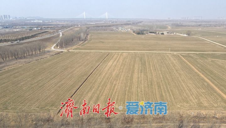 大地回春,黄河岸边生机勃发