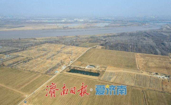 大地回春,黄河岸边生机勃发
