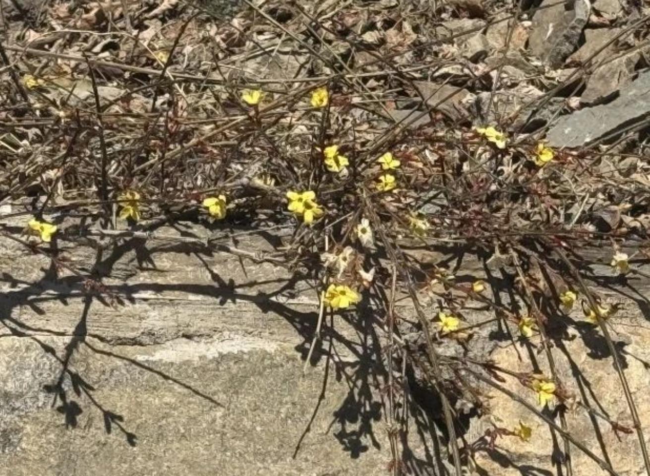 春天的脚步近了!北京最新爬春山攻略来了