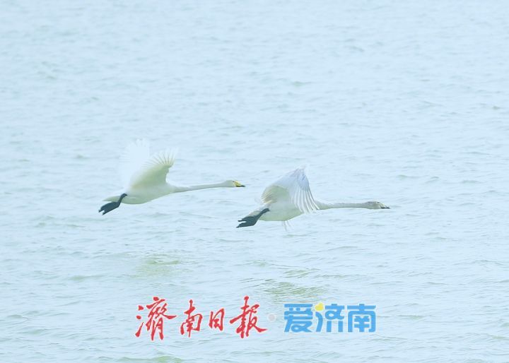 春暖花开时,济南天鹅湖上演春日圆舞曲