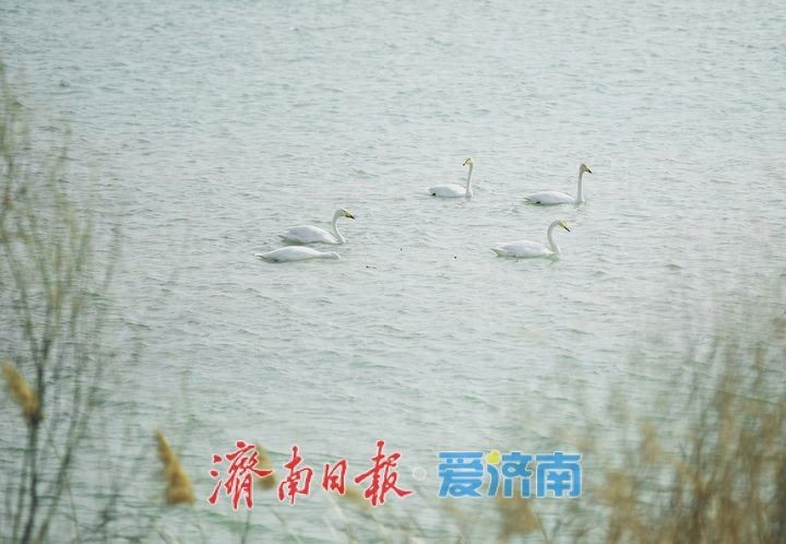 春暖花开时，济南天鹅湖上演春日圆舞曲