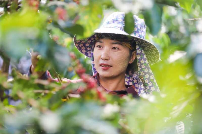 洋种子有了中国滋味在云南品尝世界的鲜