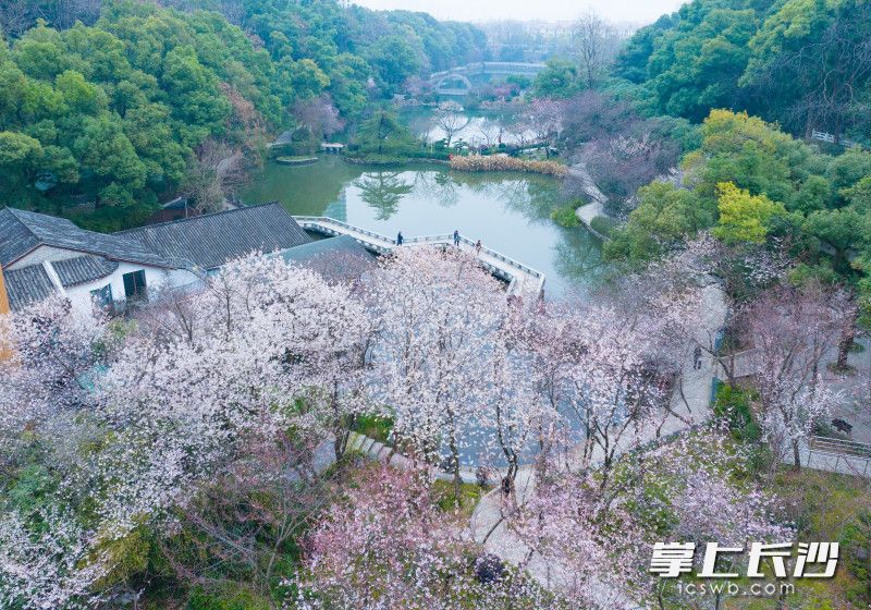 春日限定!长沙望月公园樱梅同绽