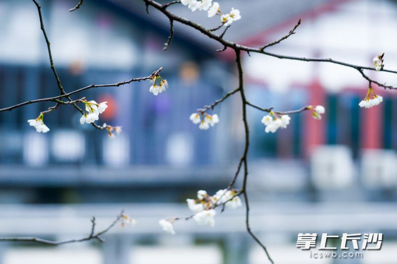 春日限定!长沙望月公园樱梅同绽