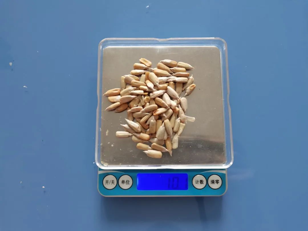 这种瓜子有毒还致癌,吃到了立马吐出来!
