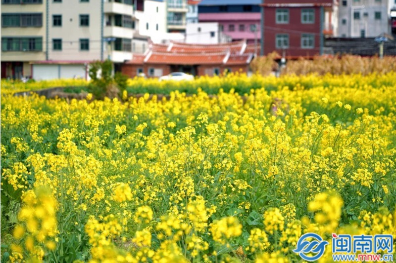 油菜花开!我们一起,在洛江虹山过春天!